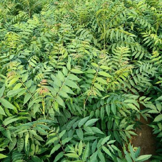 泰安红油香椿苗 2公分以下 