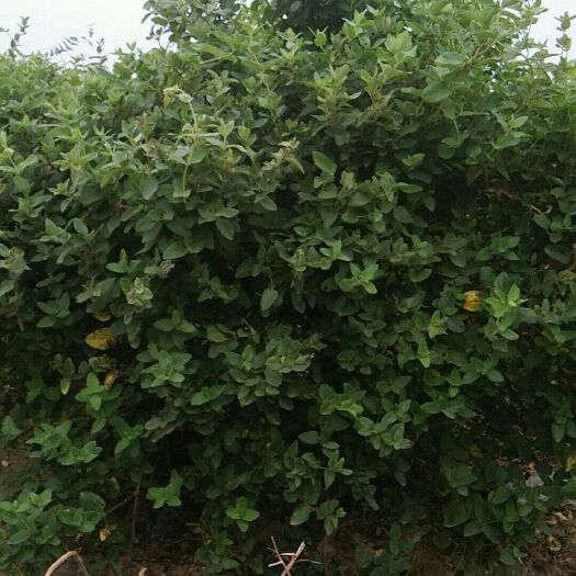 封丘县金花3号树形金银花苗  树形金银花 40~50公分