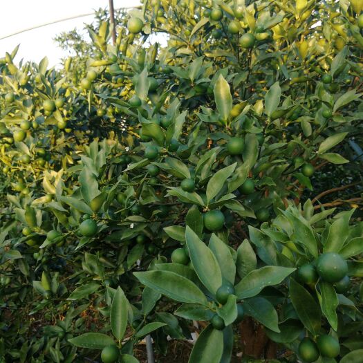 融安县滑皮金桔 3-4cm 1两以下