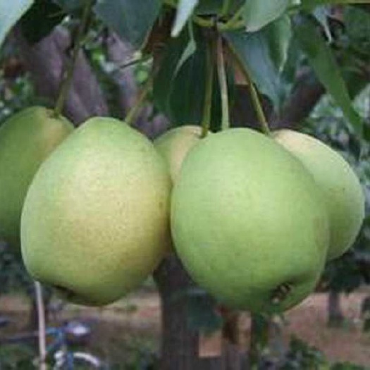 冠县长把梨 150-200g 65mm以上