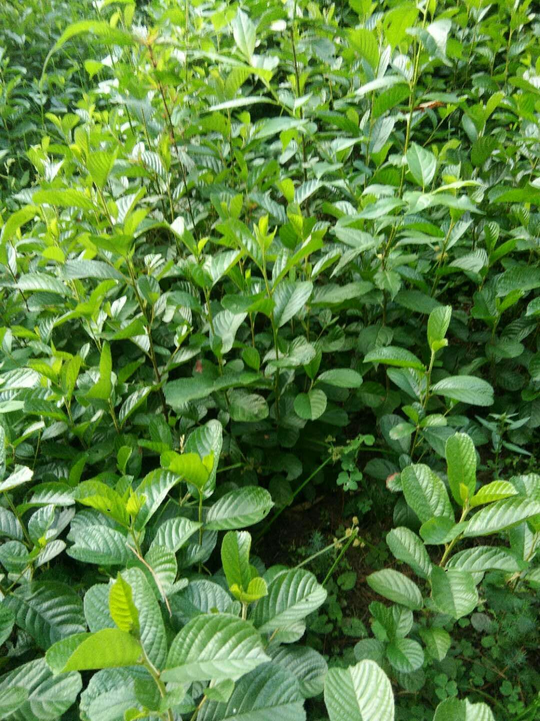 桤木树苗，基地培育 现挖保湿发货 苗 ****率