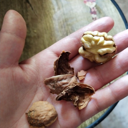 苍溪县 薄壳核桃苗正宗嫁接核桃苗基地直发！