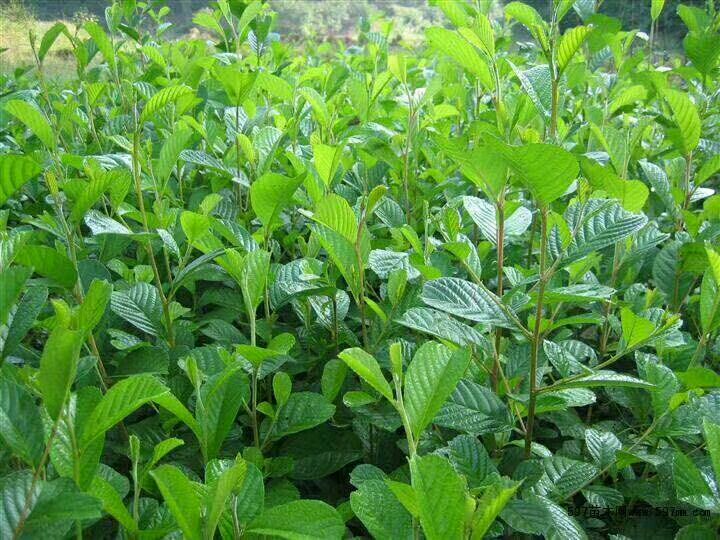 桤木树苗，基地培育 现挖保湿发货 苗 ****率