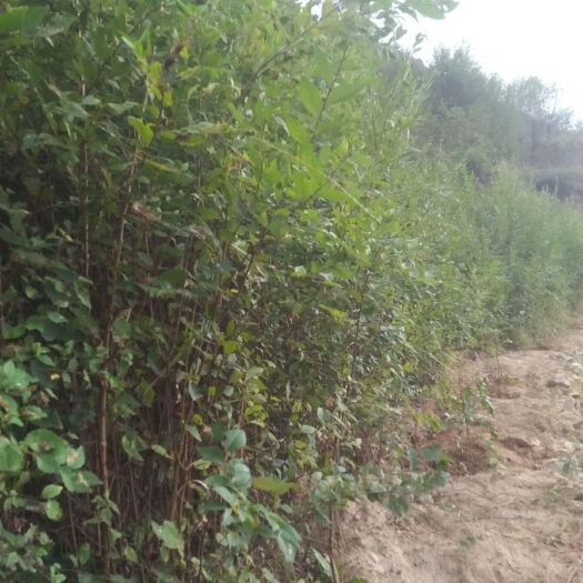 宕昌县榔榆  出售自种小叶榆树苗，根部发达，生长快，成活率高。正在热卖中