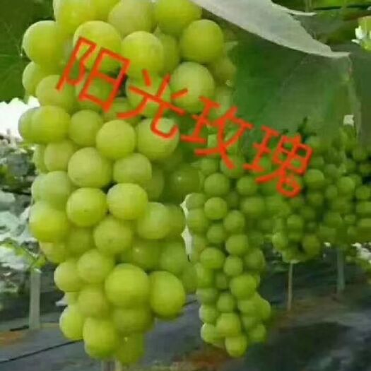 兴城市阳光玫瑰葡萄苗