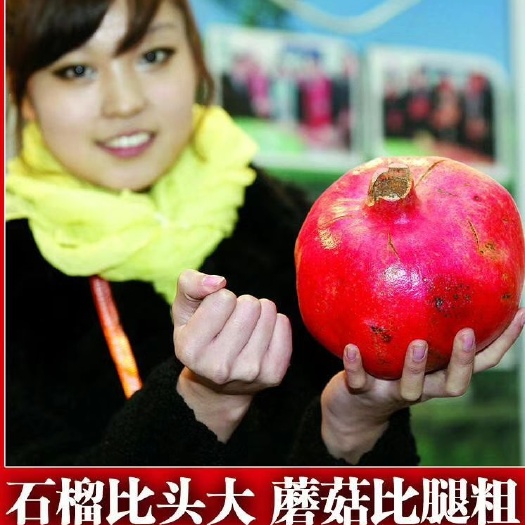 平邑县蒙阳红石榴苗 