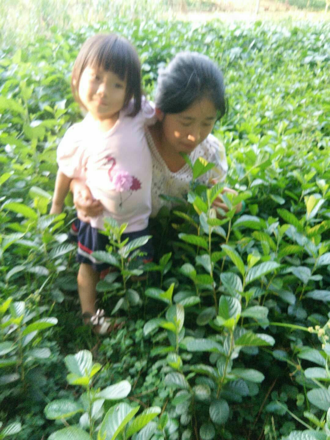 苍溪县杞木树苗，基地培育 现挖保湿发货 苗 保证成活率