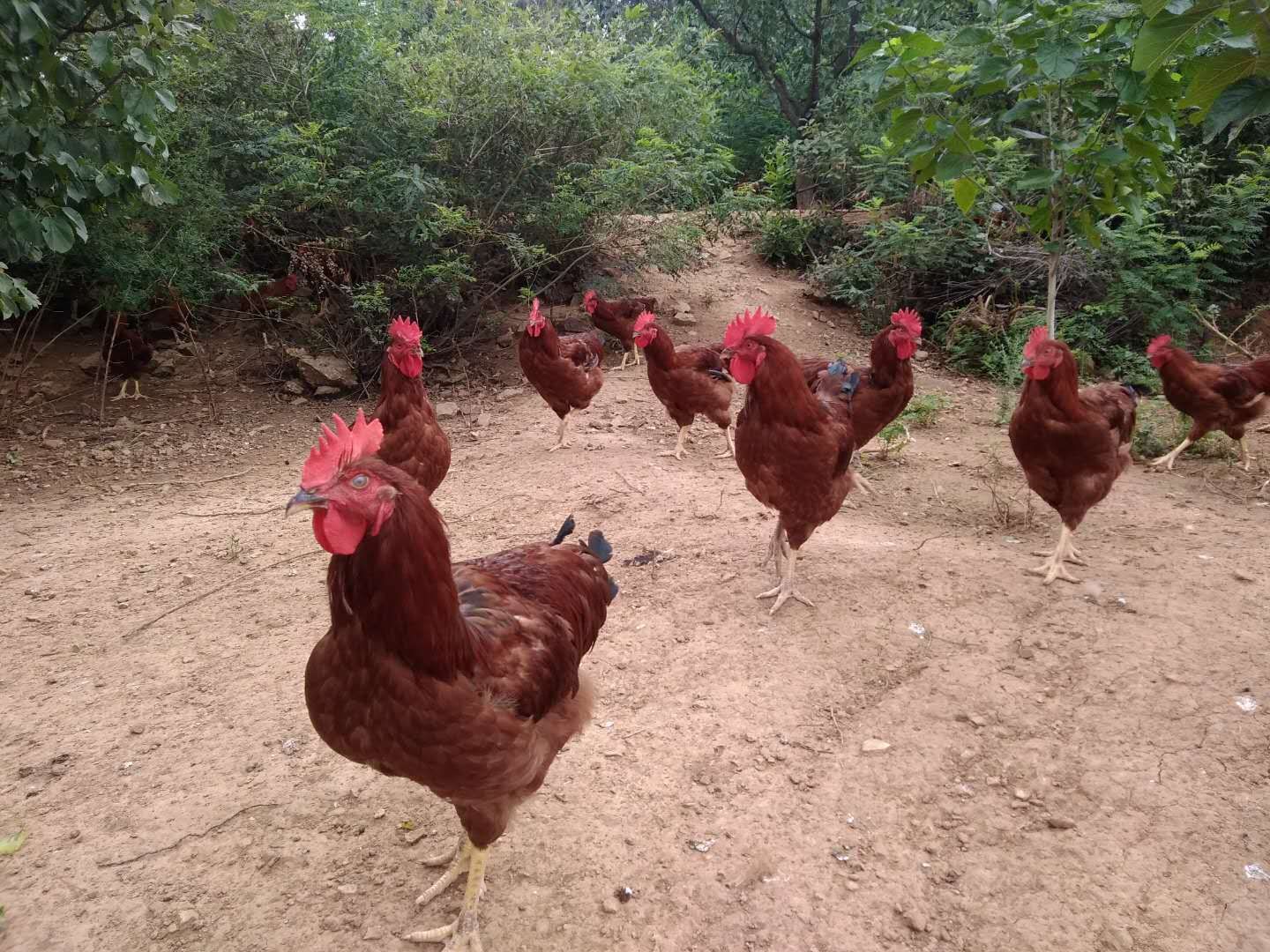 土鸡  正宗跑山鸡，吃五谷杂粮