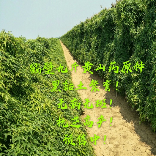 鹤壁山药种子 