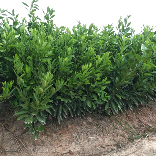 桃源县纽荷尔脐橙苗 嫁接苗 0.3米 