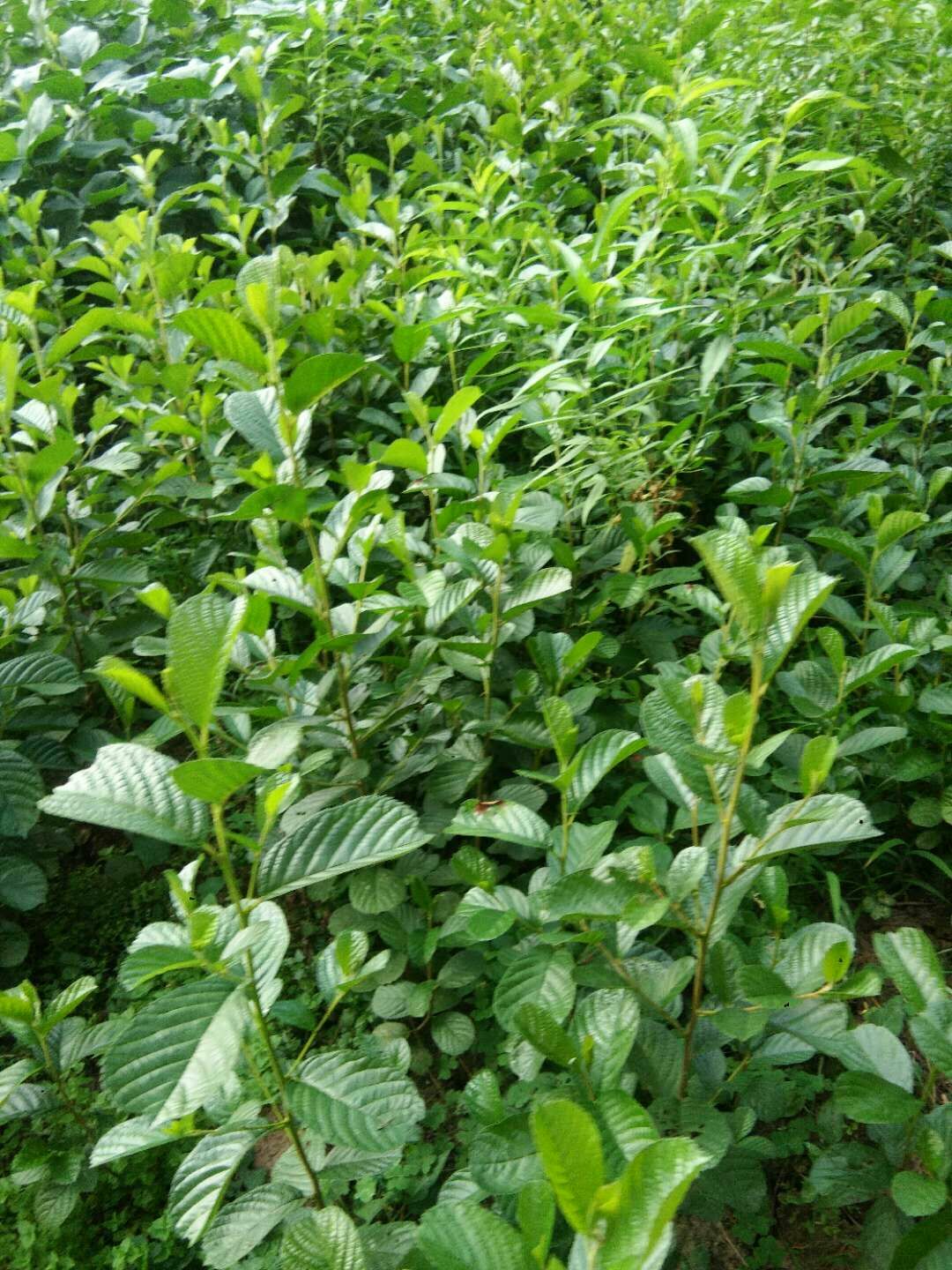 桤木树苗，基地培育 现挖保湿发货 苗 ****率