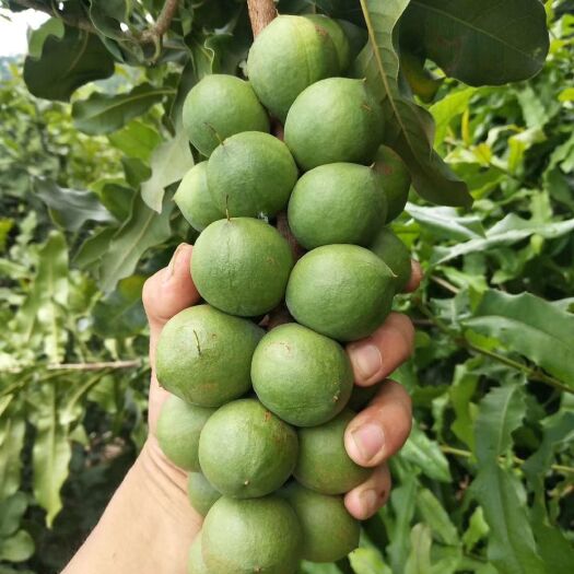 容县夏威夷果树苗  澳洲坚果树苗