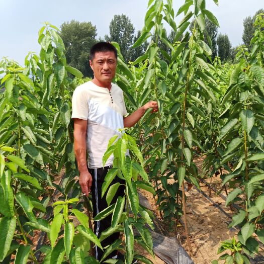 泰安俄罗斯8号樱桃苗
