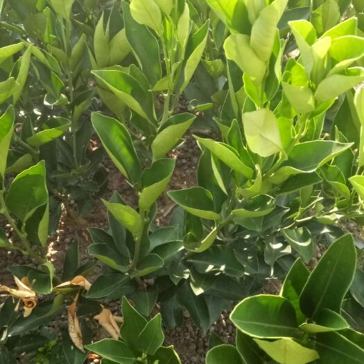 秀山伦晚脐橙苗 嫁接苗 0.5~1米