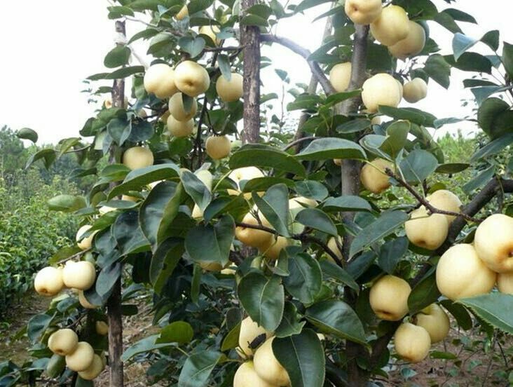 黄金梨树苗 皮薄无渣 黄金梨苗批发基地保证品种