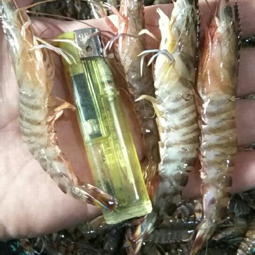 海水虾 人工养殖 2钱以下