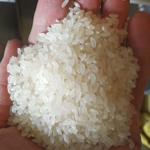 长粒香大米 绿色食品 晚稻 一等品