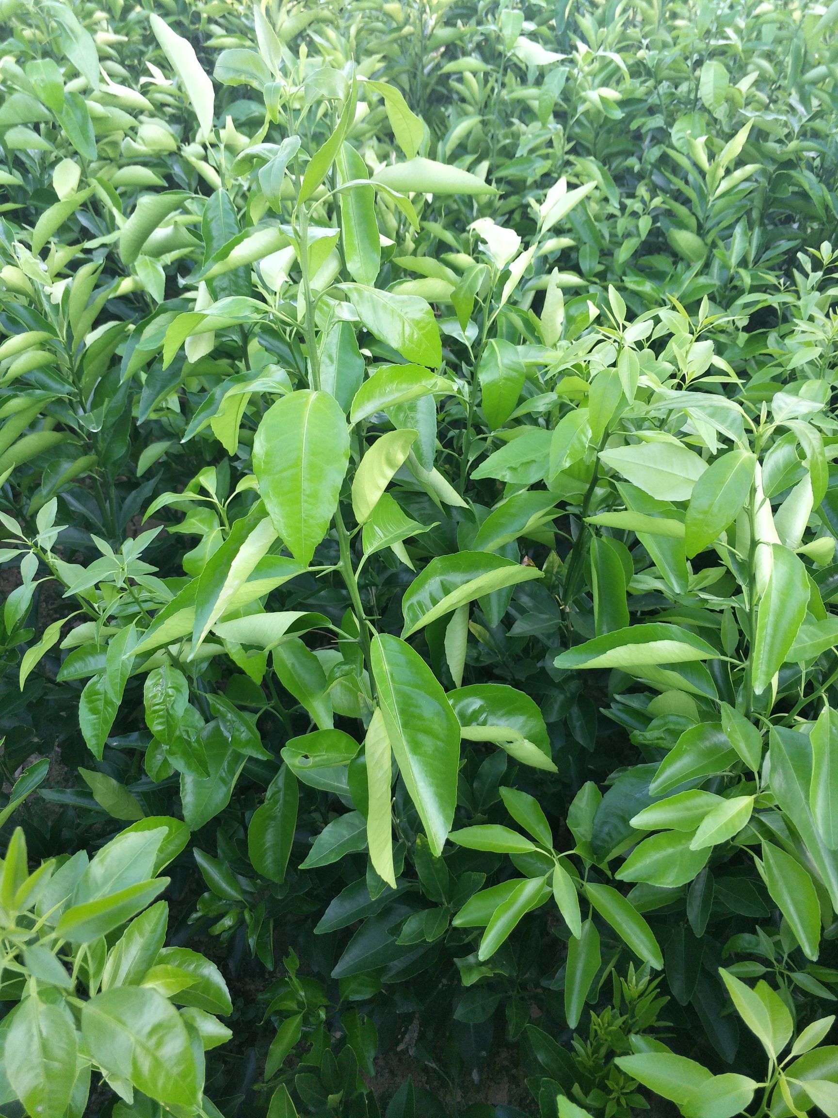 纽荷尔脐橙苗 嫁接苗 0.3米 