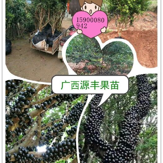 灵山县树葡萄苗