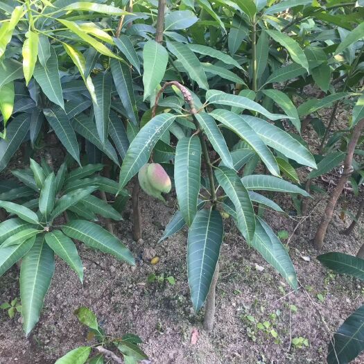 灵山县金煌芒果苗