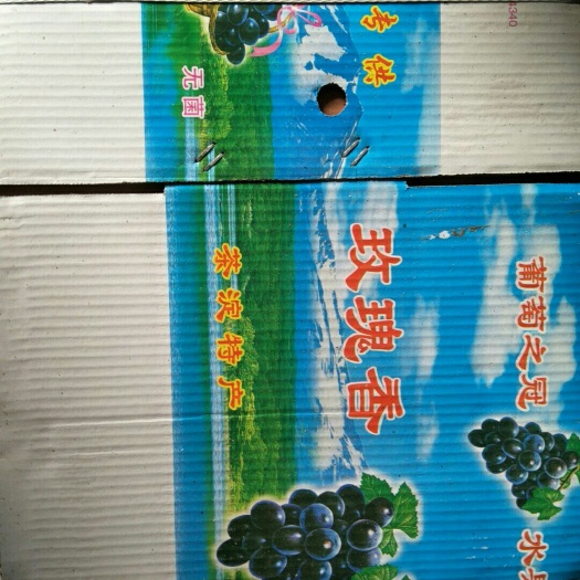 天津玫瑰香葡萄  玫瑰香有籽葡萄