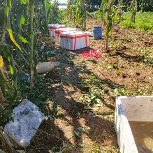 临沂甜查理草莓苗 地栽苗 10~20公分 