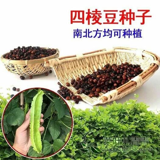 沭阳县四棱豆种子  /苗 豆角四角皇帝豆种籽阳台四季蔬菜四棱豆种孑种