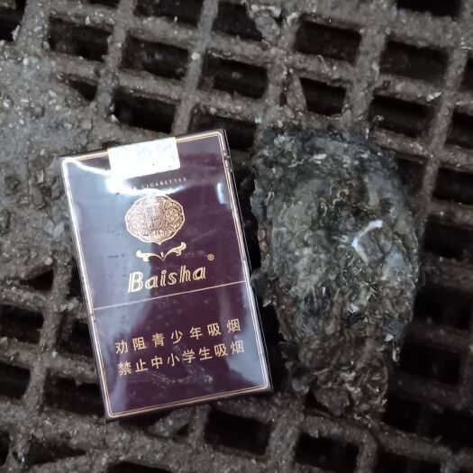 阳西县牡蛎 广东省阳江市阳西县 鲜活水产