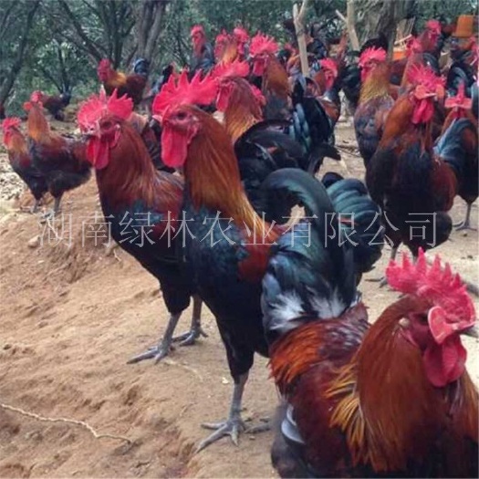衡阳县土鸡苗  鸡苗黑瑶公苗