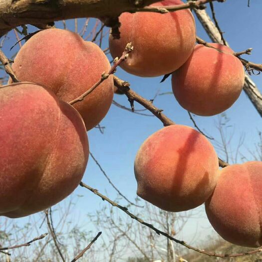 南阳极晚熟冬桃苗 寒冬蜜桃树苗 高糖度高 保证品种