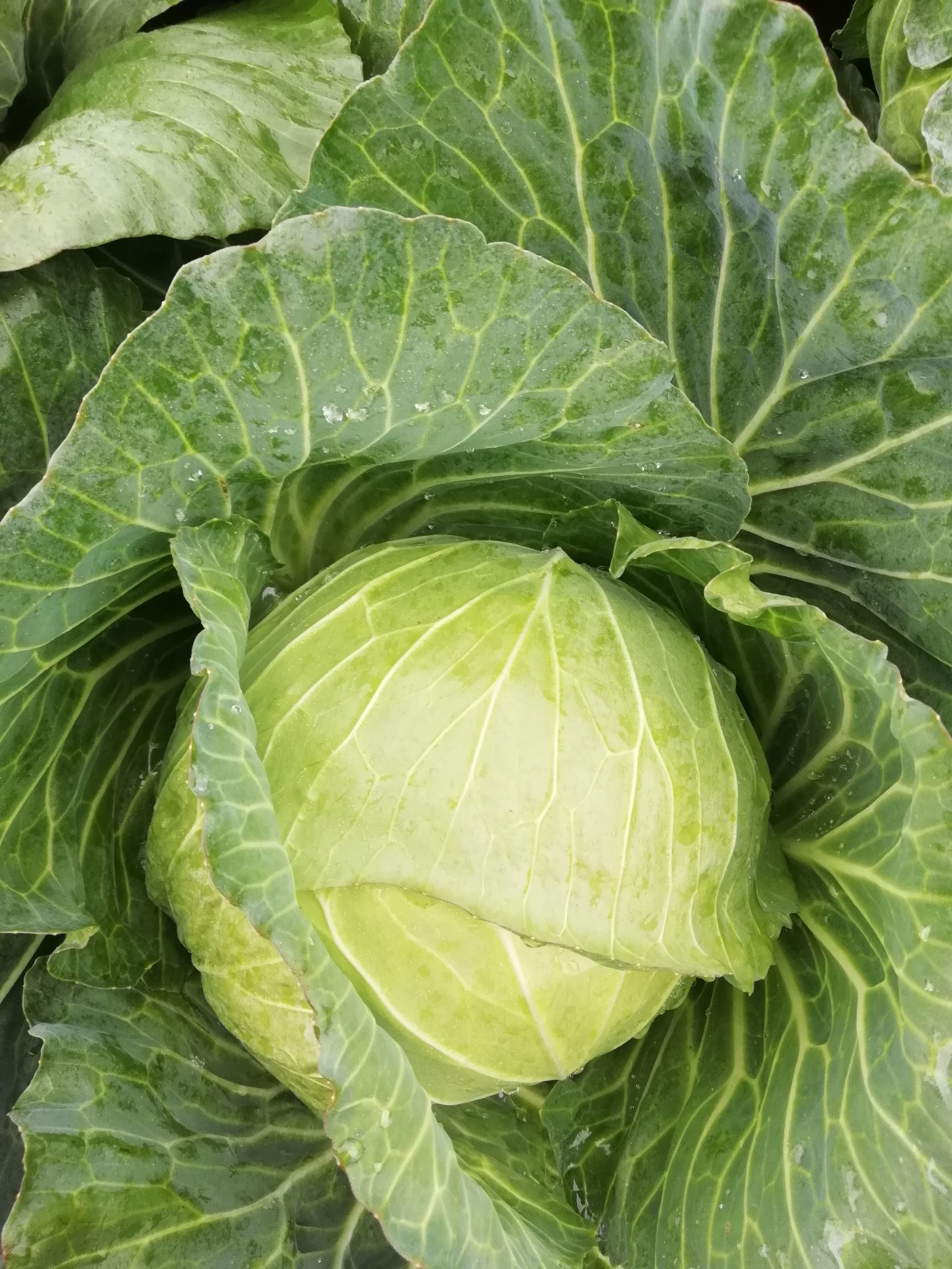 绿甘蓝 2.0~2.5斤