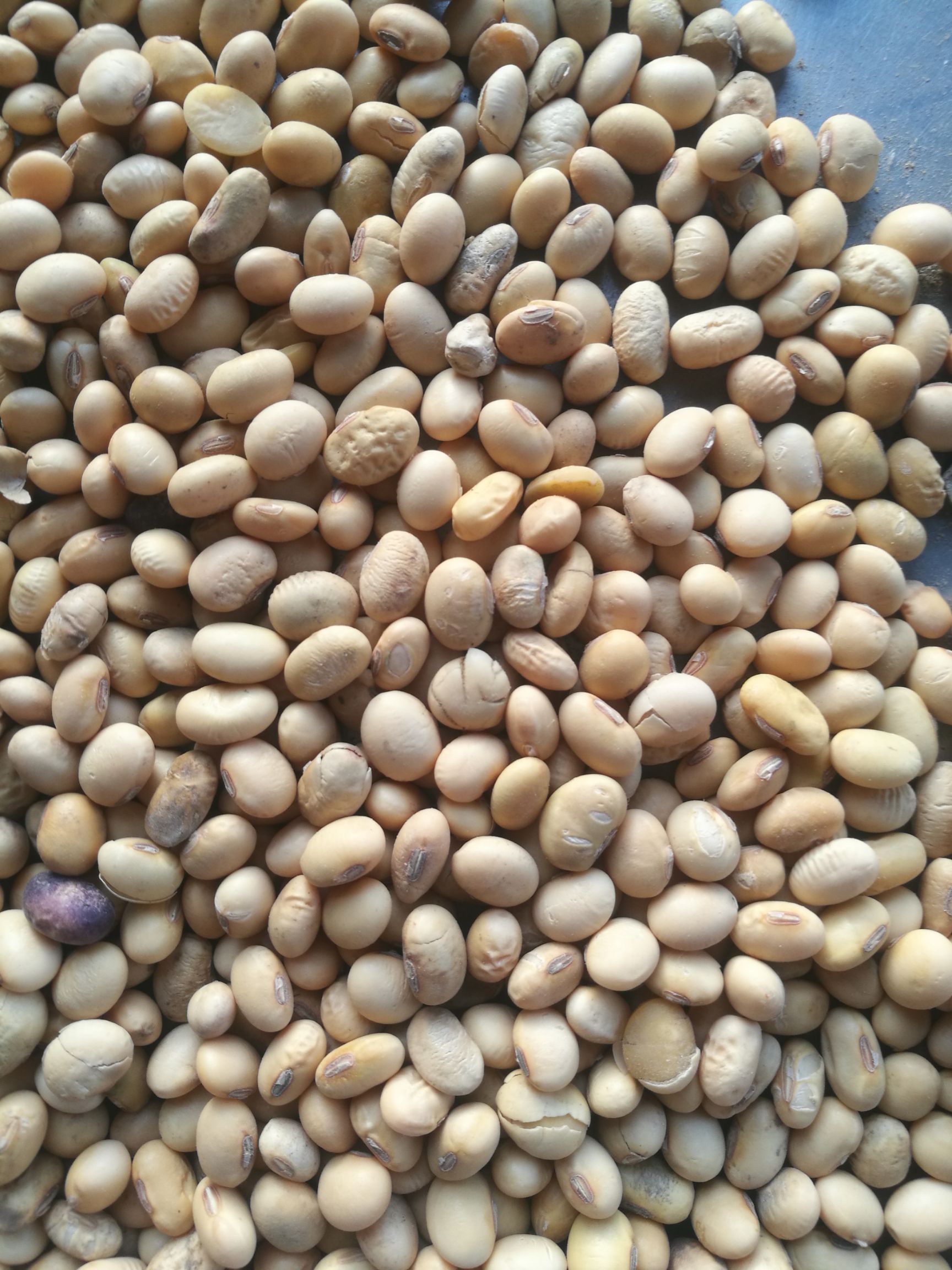 有机黄豆 生大豆 1等品