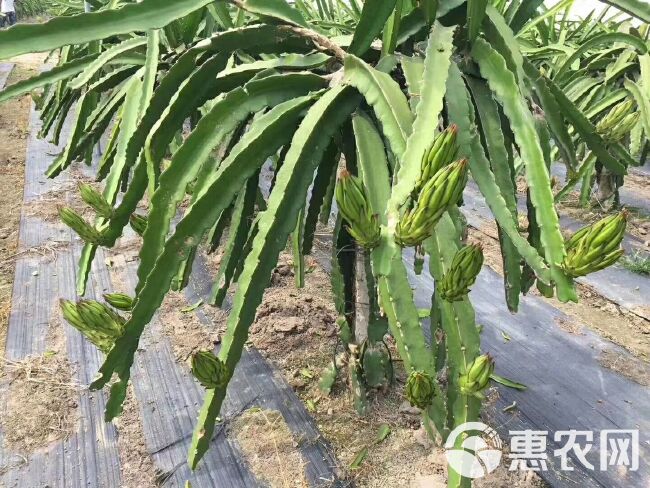 防草布  聚乙烯火龙果园茶田大棚园艺地布灭草布盖草布遮草布除