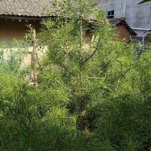 天水白皮松 