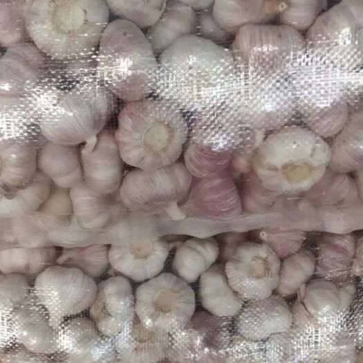 金乡县红皮蒜  金乡大蒜 混级统货 多瓣蒜