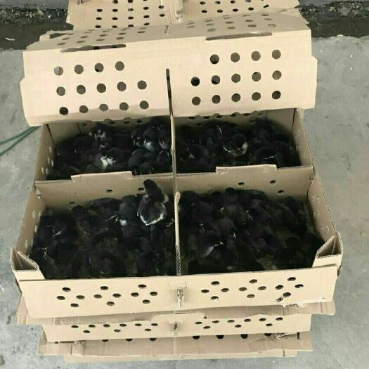 灌南县五黑鸡苗
