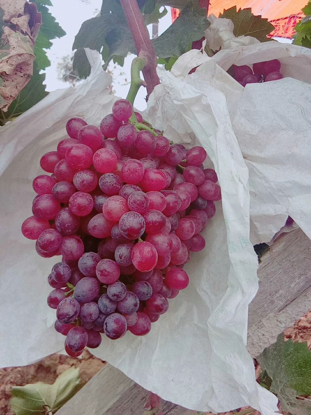 北京红宝石葡萄 1.5- 2斤 5%以下 1次果
