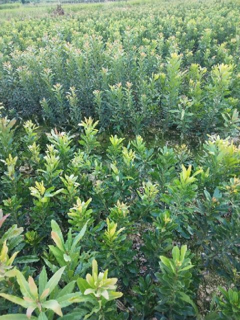 靖州县荸荠杨梅种苗 