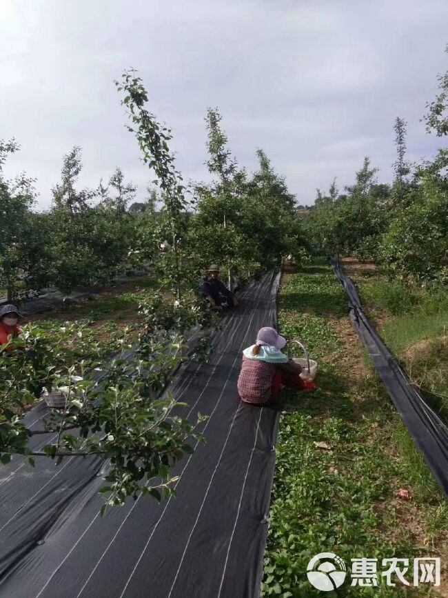 防草布  聚乙烯火龙果园茶田大棚园艺地布灭草布盖草布遮草布除