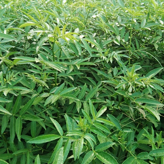 竹叶花椒苗