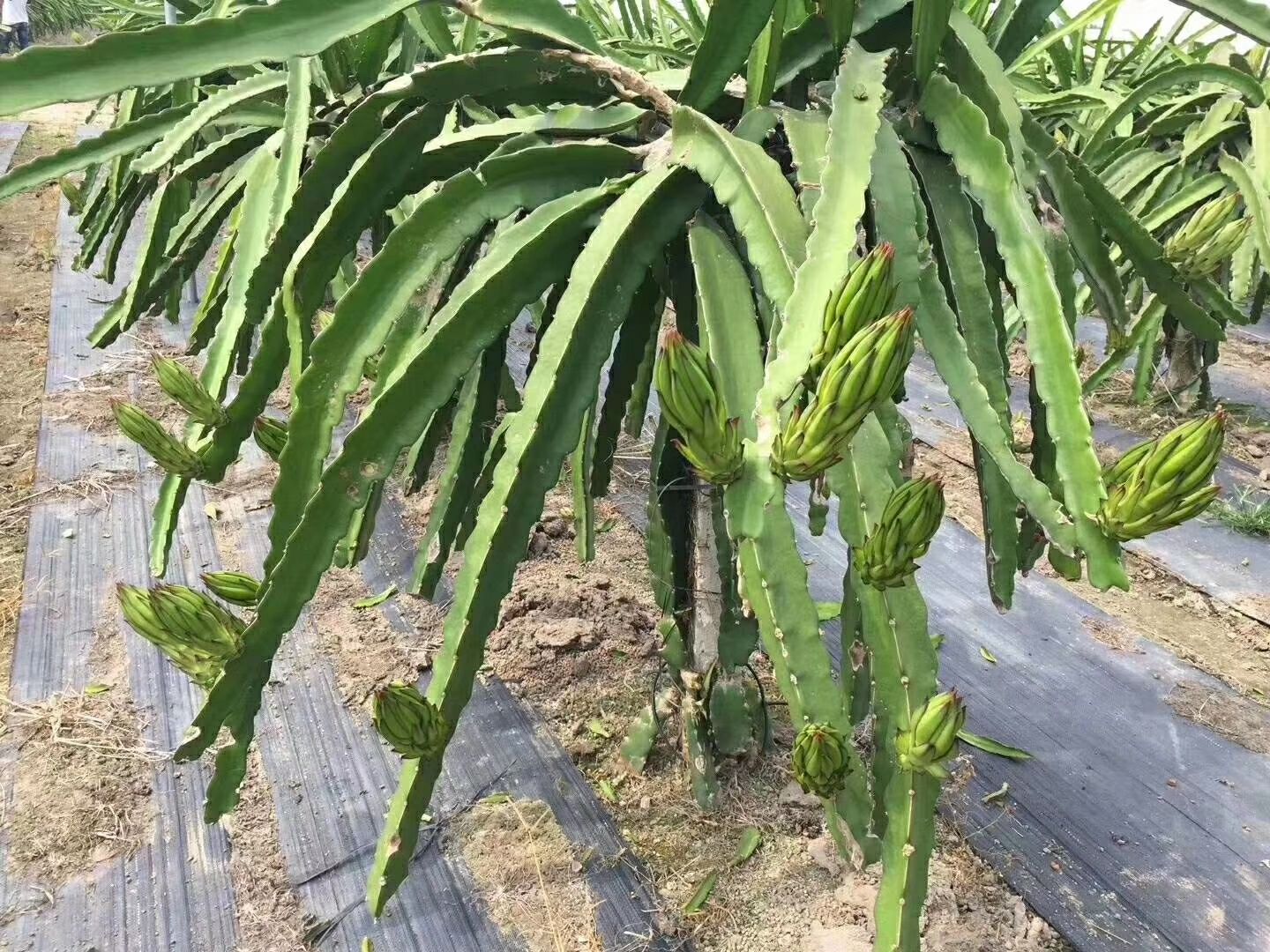 防草布  聚乙烯火龙果园茶田大棚除草布园艺地布灭草布盖草布遮