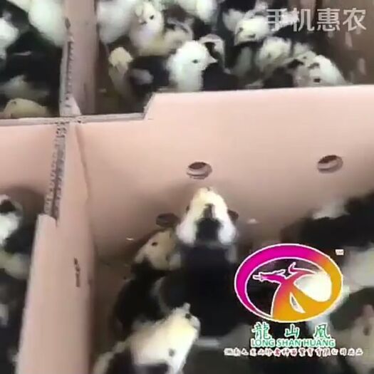 广州贵妃鸡苗 