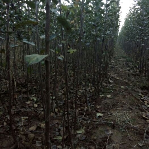 绛县红肉苹果树苗 1~1.5米 