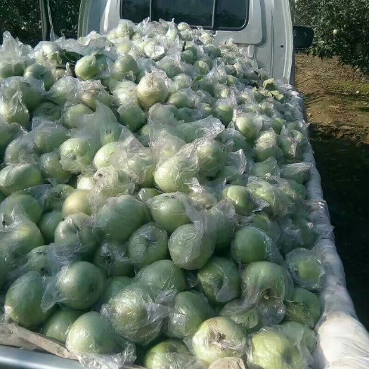 辛集市 王林苹果