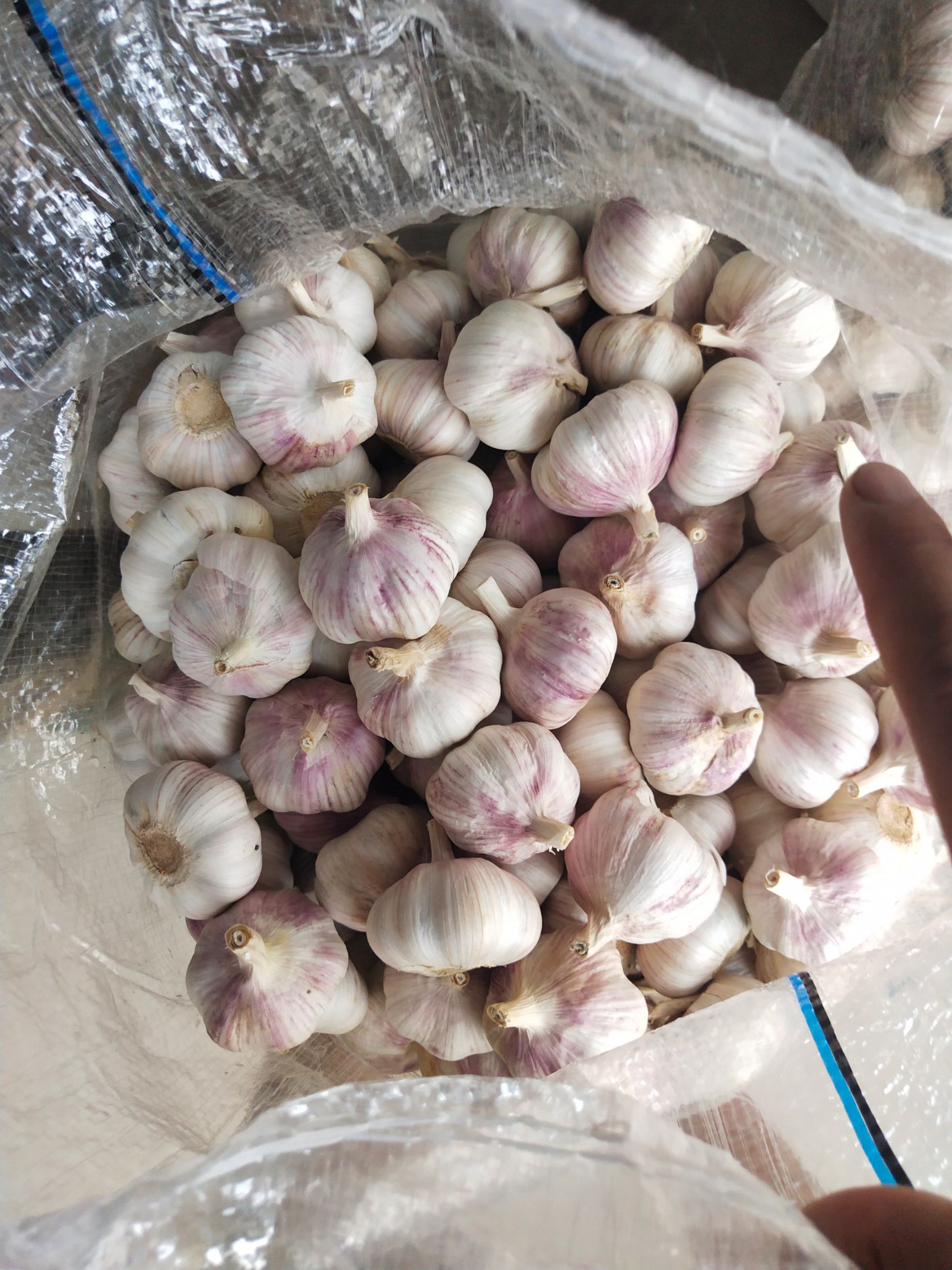 邳州精品全规格分级净蒜  原产地一手货源 质量保证
