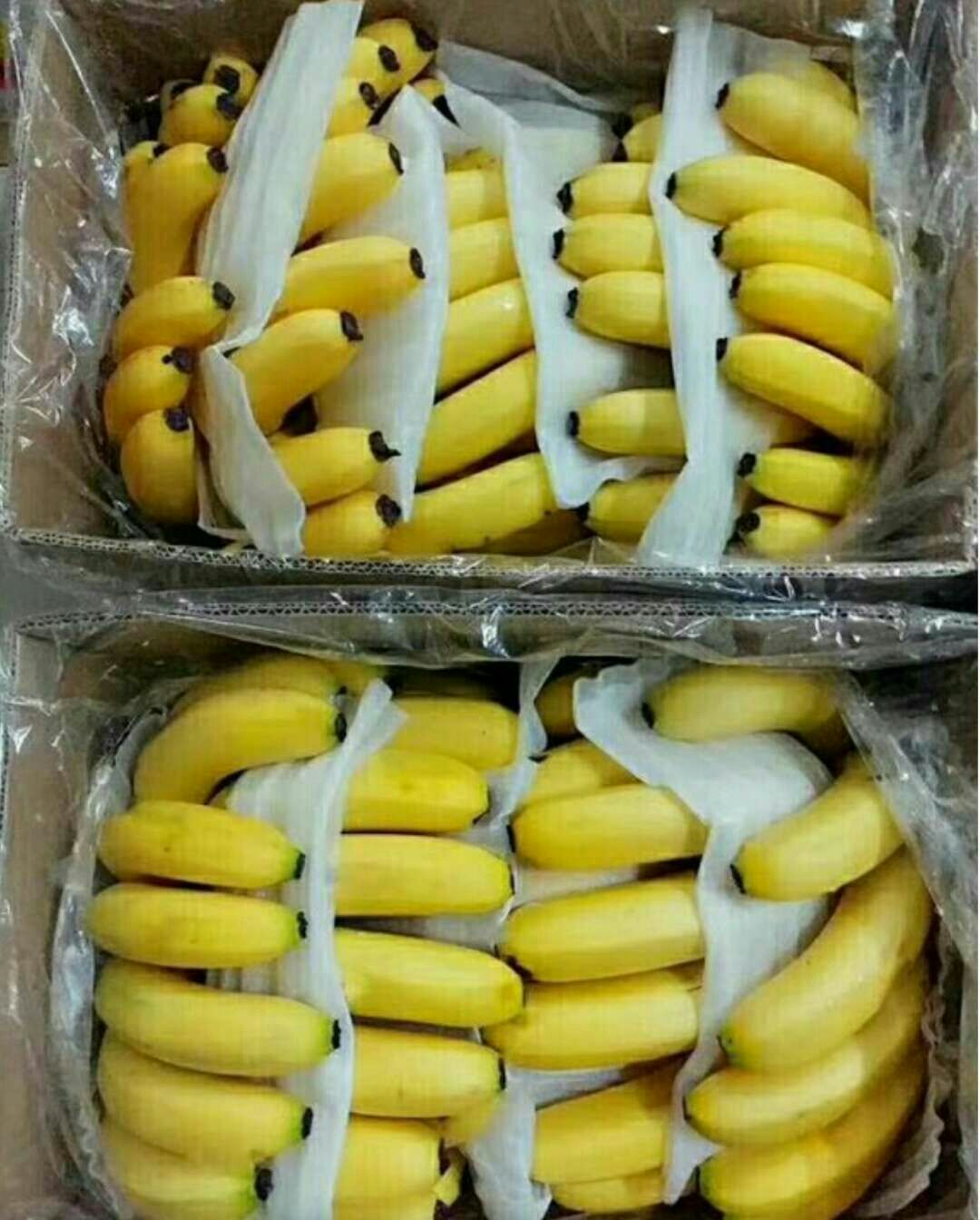 [威廉斯香蕉批发] 云南威尼斯香蕉价格299元/箱 