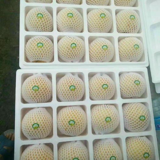 方城县黄金梨 100-150g 55mm以上