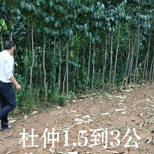 栾川县杜仲苗