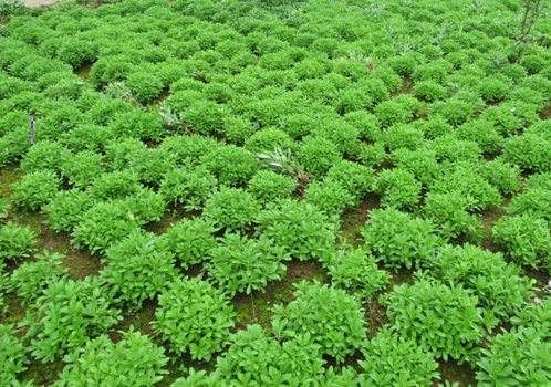 养心菜救心菜费菜苗