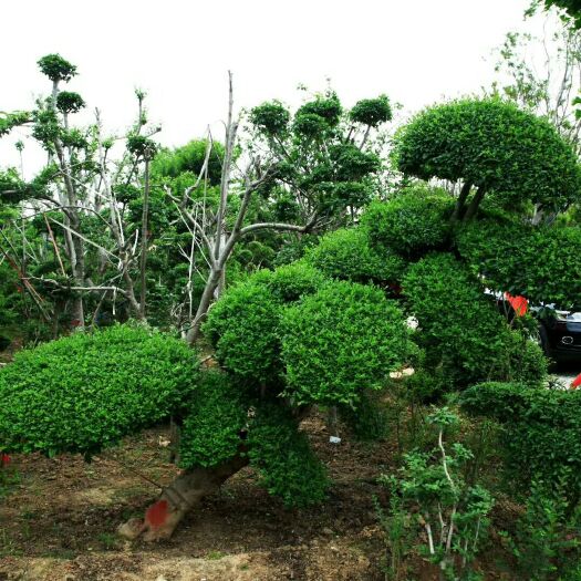 沭阳县小叶女贞造型树 